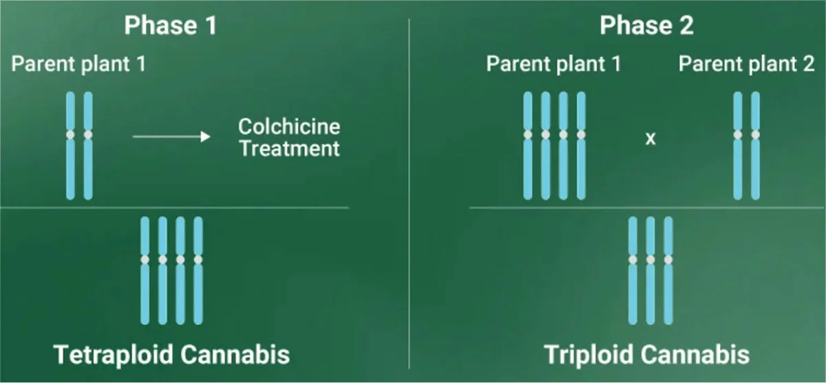 Triploid Cannabis - parccannabis.com